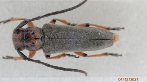 Phytoecia rubropunctata